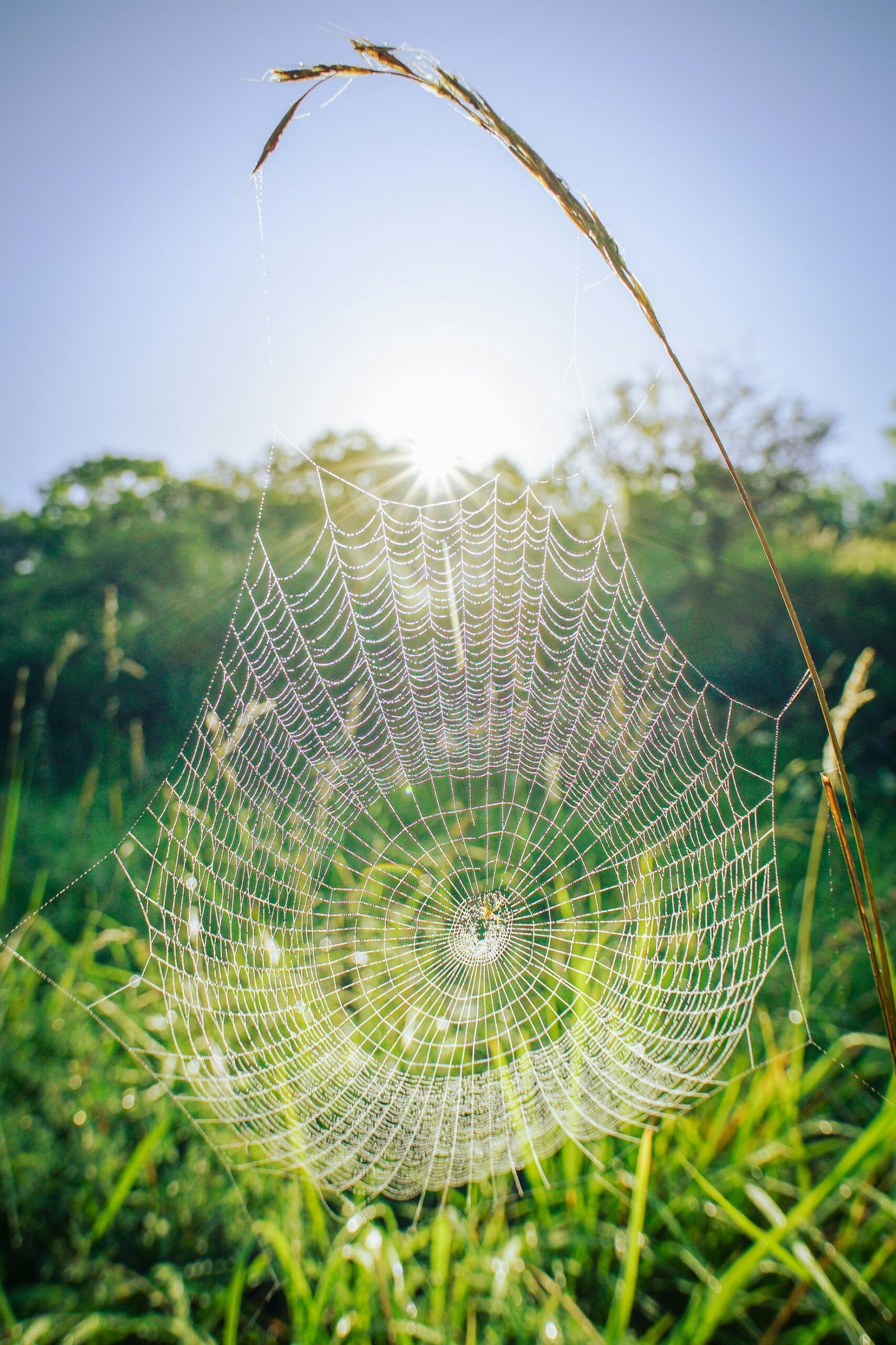 spider-web-on-green-grass-during-daytime-scaled-1 Elimina los ácaros: Xiaomi Dust Mite Vacuum