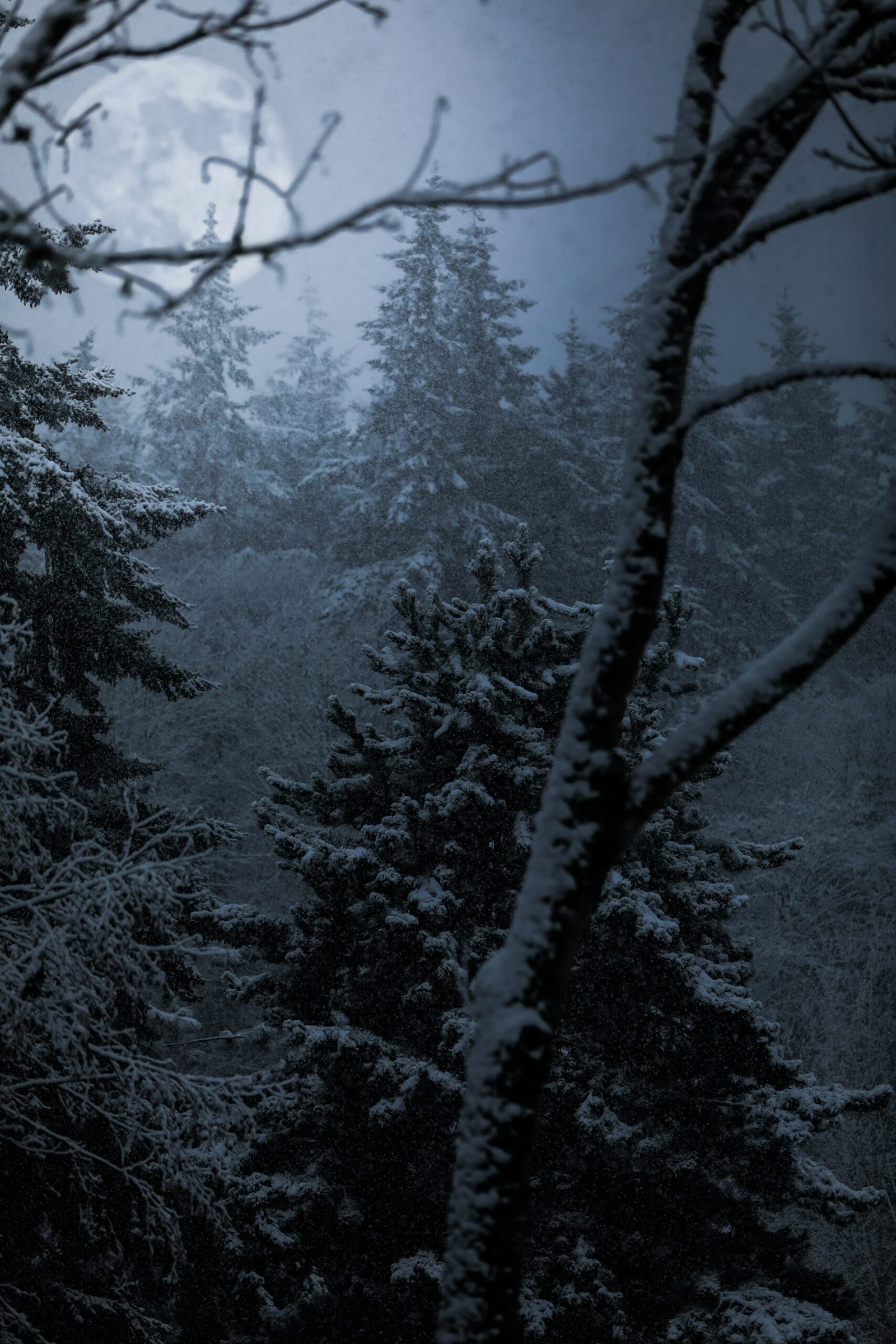 trees-coated-snow-scaled Árbol de Navidad moderno: tu hogar más acogedor